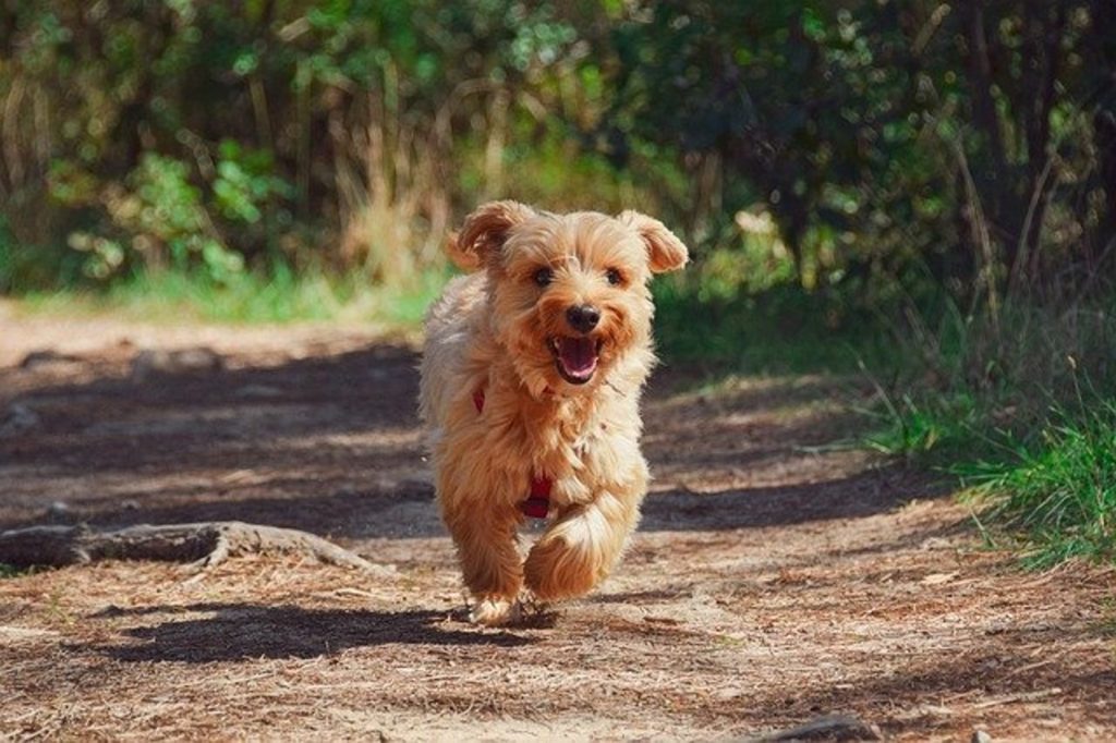 : Small light brown dog running on a dirt path through the woods. There are trees in the background and the path is dappled with shade. It is sunny and the dog looks as though it is smiling or excited