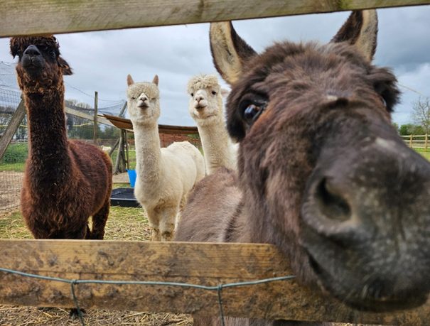 Two white and a brown alpacas come towards the camera inside their pen, along with a very close up nose and face of an inquisitive donkey.